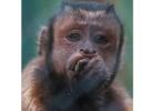 CHARLY BLACK FACED CAPUCHIN Baby