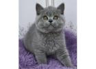 Britisch Kurzhaar Kitten gesucht? Hier werden Sie fündig!