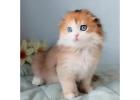 Scottish Fold kaufen – Reinrassig, gesundheitsgeprüft & sozialisiert
