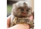 Charming Atlantic Marmoset for Sale
