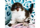 Scottish Fold Kätzchen mit Charakter – Ihr neues Familienmitglied wartet