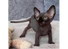 Sphynx-Kätzchen zu verkaufen – Einzigartig & voller Zuneigung