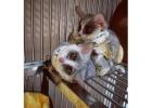 Bush Baby Male