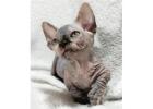 Sphynx-Kätzchen mit Charakter – Ihr neues Familienmitglied wartet
