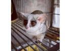 Bush Baby Female