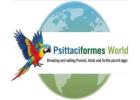 Buy Fertile Parrot Eggs & Ostrich Eggs for Sale.