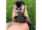 Spanky Capuchin Monkey For Sale
