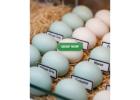Buy Fertile Parrot and Ostrich Eggs.