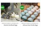 Purchase Fertilized Parrot & Ostrich Eggs.