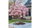 Jane Magnolia Tree | Delivery, Planting & 1-Year Warranty