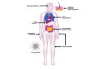 inflammation assays