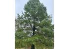 Windover Gold Ginkgo Tree | Delivery, Planting & 1-Year Warranty