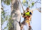 Tree surgery Adelaide hills