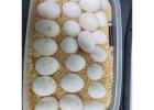 Buy Fertilized Parrots Eggs For Sale