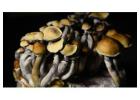 What Are Psychedelic Mushrooms?