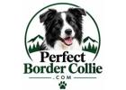 Perfect Border Collie