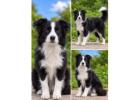 Best & Perfect Border Collie