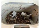 Award-Winning Electric Kitchen Composter | Countertop Food Compost Mac