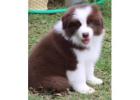Beautiful & Healthy Border Collie