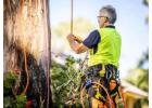 Expert Commercial Tree Removal Adelaide for Any Property